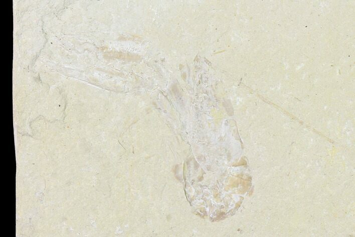 Cretaceous Lobster (Pseudostacus) Fossil - Lebanon #162841